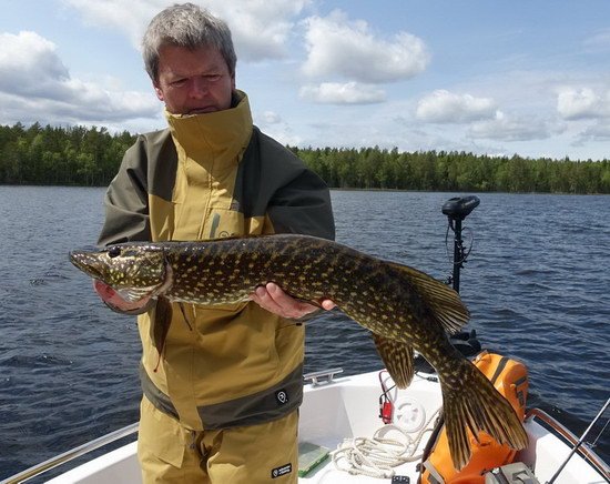 stika 78 cm z jezera Backesjon stika 78 cm z jezera Backesjon