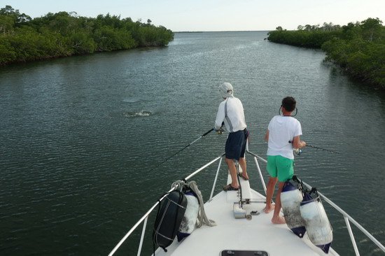 lov tarponu v mangrovech