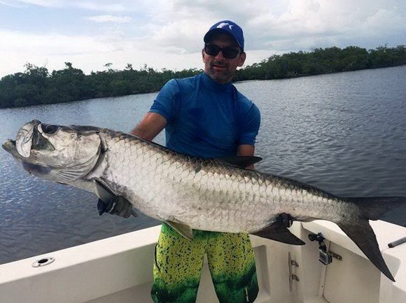 tarpon uloveny v mangrovech