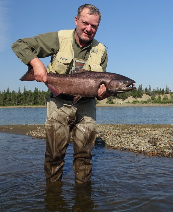 losos cavyca - king salmon losos cavyca - king salmon