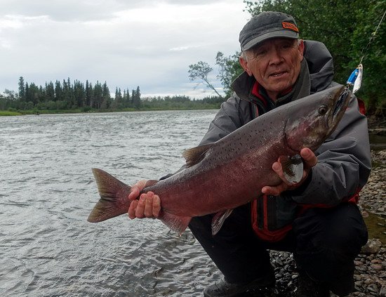 losos cavyca - king salmon uloveny v kotvisti lodi u kempu