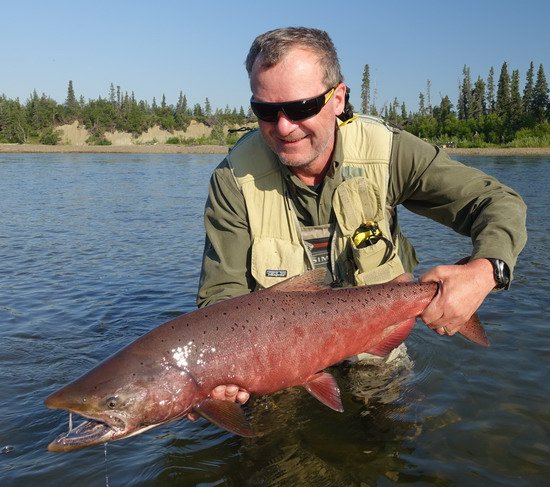 losos cavyca - king salmon 80 cm losos cavyca - king salmon 80 cm