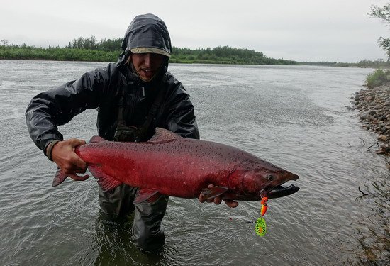 losos cavyca - king salmon 91 cm uloveny na rotacku