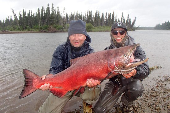 losos cavyca - king salmon 107 cm uloveny na privlac