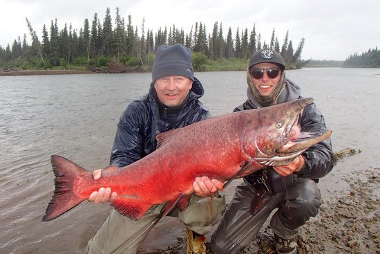 losos cavyca - king salmon 107 cm uloveny na privlac losos cavyca - king salmon 107 cm uloveny na privlac