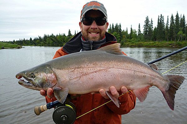 losos kisuc - silver salmon - coho