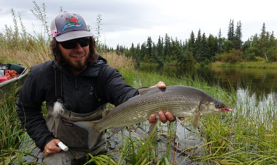 sih - whitefish uloveny na musku na pritoku reky Mulchatna