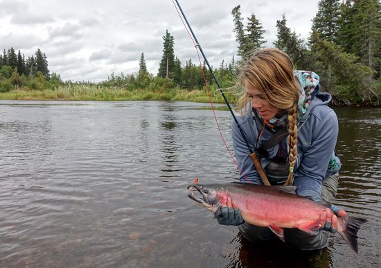 losos kisuc - coho, mlicak uloveny na pritoku losos kisuc - coho, mlicak uloveny na pritoku