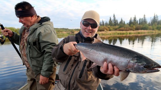 losos kisuc - coho, jikrnacka