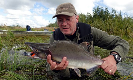 losos gorbusa - pink salmon uloveny v srpnu