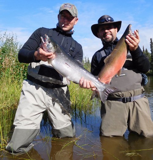 losos kisuc - coho, mlicak a jikrnacka