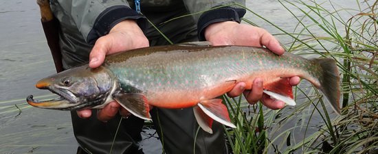siven malma - Dolly Varden char, mlicak siven malma - Dolly Varden char, mlicak