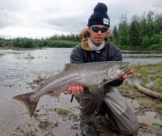losos cavyca - king salmon losos cavyca - king salmon