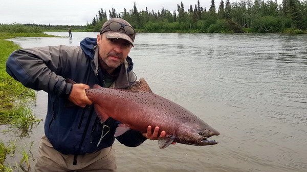 losos cavyca - king salmon losos cavyca - king salmon