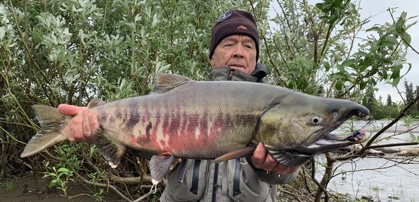 losos keta - chum salmon losos keta - chum salmon