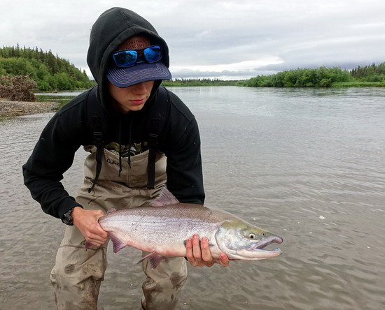 losos nerka - sockeye salmon