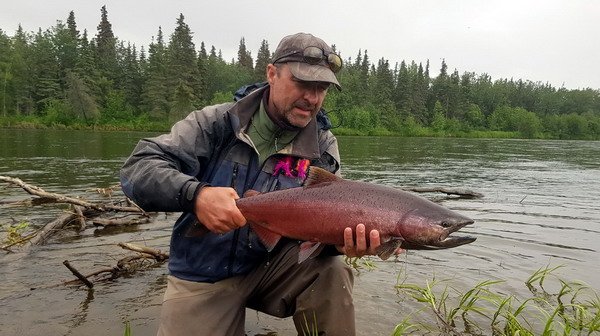 losos cavyca - king salmon uloveny na musku losos cavyca - king salmon uloveny na musku