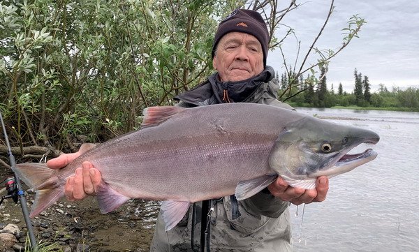 losos nerka - sockeye salmon