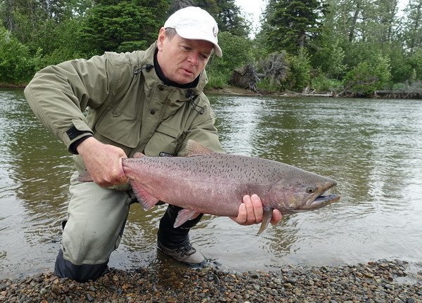 losos cavyca - king salmon uloveny na musku losos cavyca - king salmon uloveny na musku