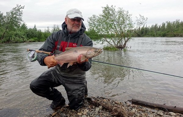 losos cavyca - king salmon uloveny na musku losos cavyca - king salmon uloveny na musku