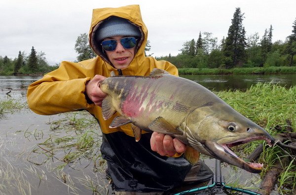 losos keta - chum salmon uloveny na musku losos keta - chum salmon uloveny na musku