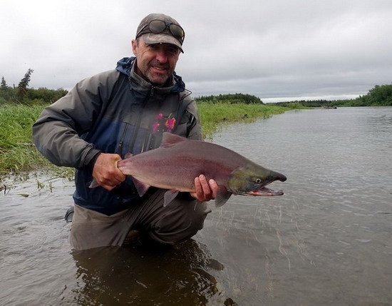 losos nerka - sockeye salmon losos nerka - sockeye salmon
