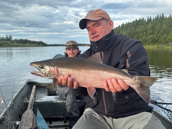 losos kisuč - coho salmon, srpen na rece Mulchatna