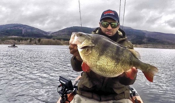 rekordni okoun 54 cm, 3,1 kg, Baskicko, brezen 2018 rekordni okoun 54 cm, 3,1 kg, Baskicko, brezen 2018