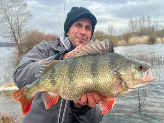 Okoun 50 cm ulovený ze břehu Okoun 50 cm ulovený ze břehu