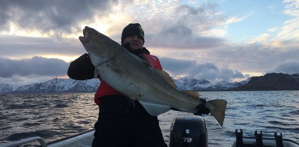 skrei - breznova treska skrei - breznova treska