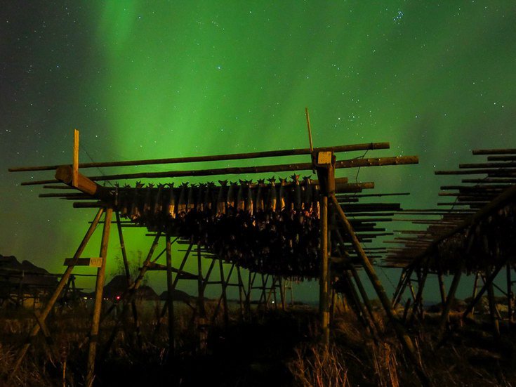 suseni tresek za svitu polarni zare suseni tresek za svitu polarni zare