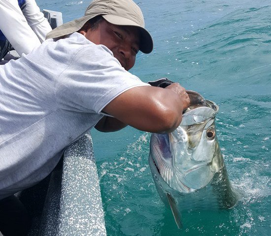 zdolaný tarpon délky 140 cm