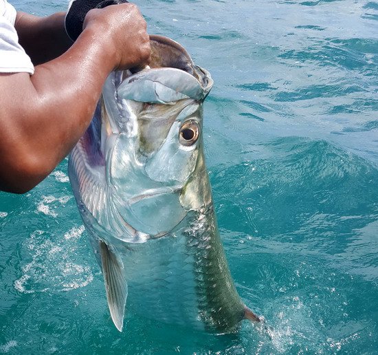 zdolany tarpon delky 138, resp. 155 cm