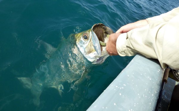 tarpon uloveny na rybku tarpon uloveny na rybku