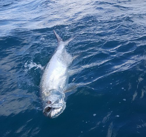 po hodine zdolavani je tarpon 135 cm jiz unaven po hodine zdolavani je tarpon 135 cm jiz unaven