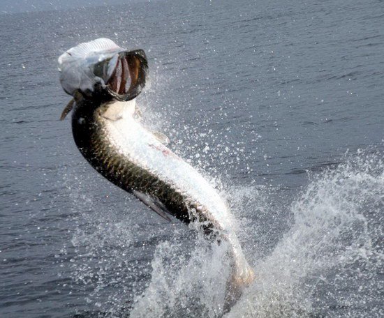 tarpon - vyskok pri zdolavani tarpon - vyskok pri zdolavani