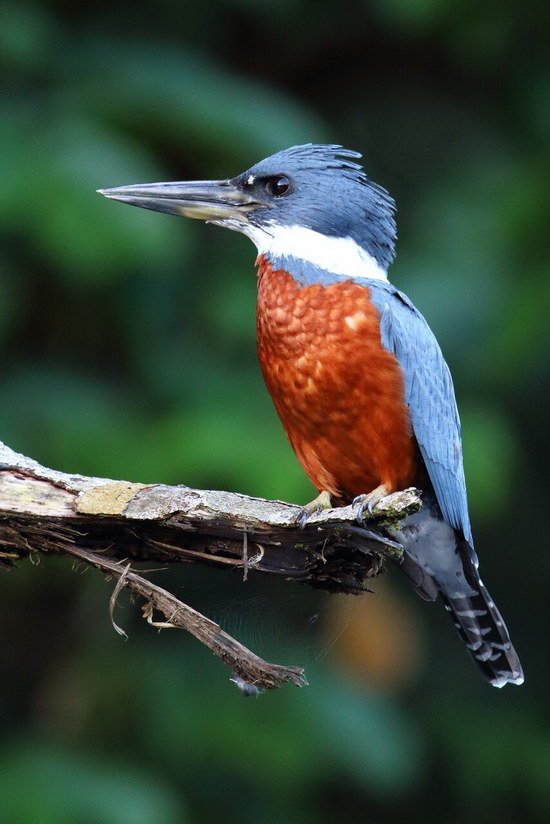 lednak - kingfisher lednak - kingfisher