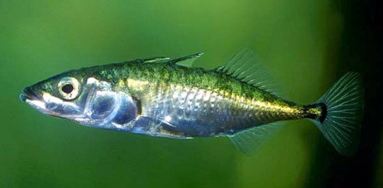 koljuska triostna (Gasterosteus aculeatus, storspigg, stickleback)