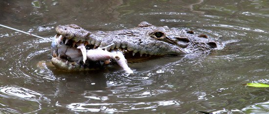 aligator uloveny na kure