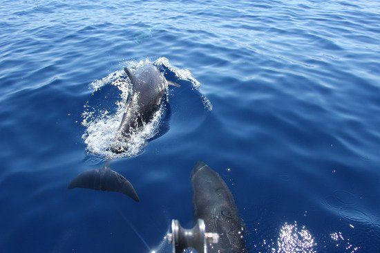 delfini pozorovani behem rybolovu