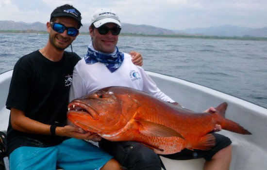 chnapal - cubera snapper z pobrezi poloostrova Nicoya