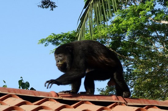 vrestan - howley monkey