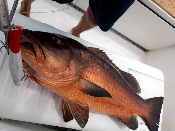 chnapal - cubera snapper