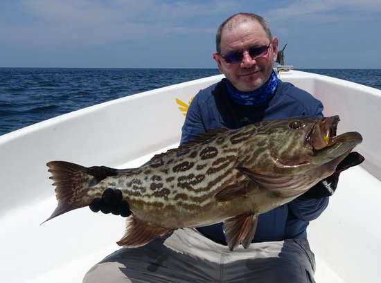 kanic - grouper 70 cm kanic - grouper 70 cm