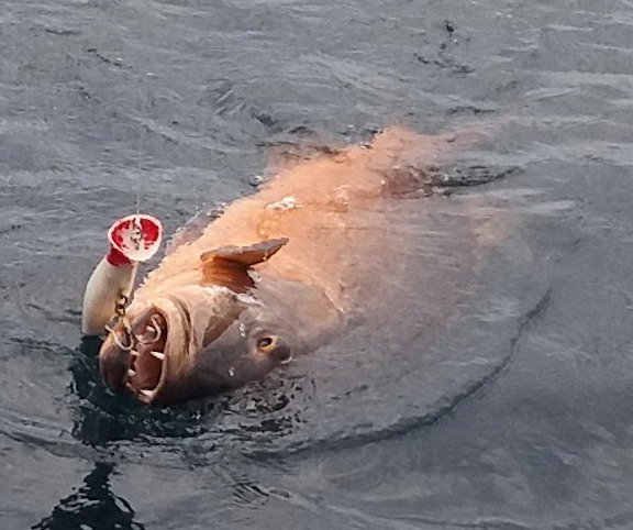 chnapal - cubera snapper