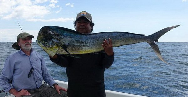 dorado 132 cm