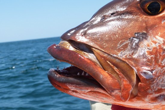 chnapal - cubera snapper, brezen na pobrezi poloostrova Nicoya