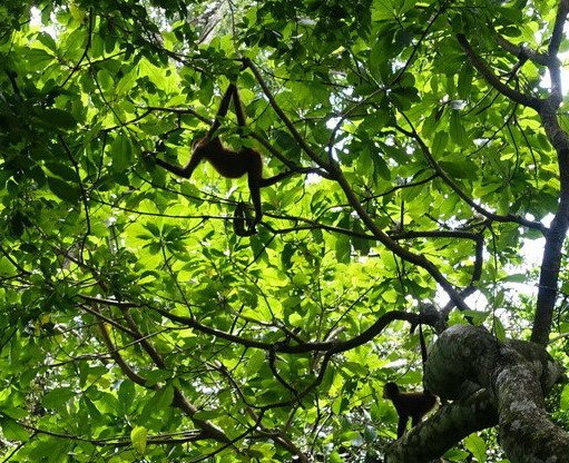 chapani v korune stromu