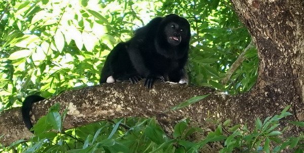 vrestan - howley monkey