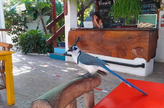 sojka stredoamericka (Calocitta formosa) na recepci pensionu sojka stredoamericka (Calocitta formosa) na recepci pensionu